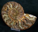 / Inch Split Ammonite (Half) #4385-2